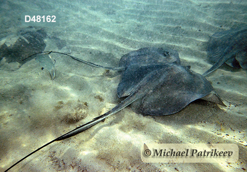 Southern Stingray (Dasyatis americana or Hypanus americanus)